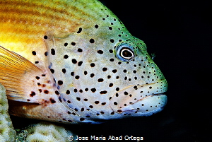 Paracirrhites forsteri . Blackside Hawkfish, Forster's Ha... by Jose Maria Abad Ortega 
